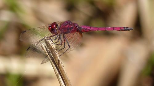 Trithemis selika